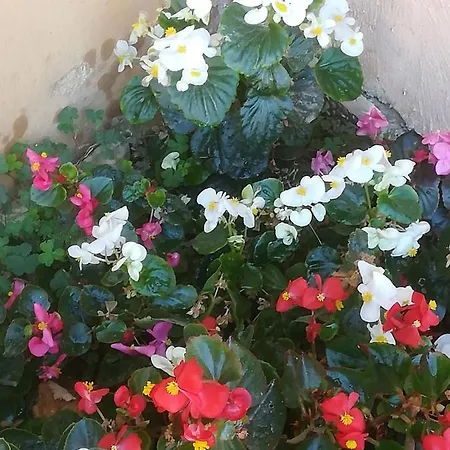 Papillons